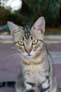 Vertical closeup shot of a grey cat staring at the camera with its green eyes Royalty Free Stock Photo