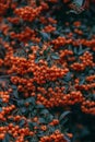 Vertical closeup shot of groseilles berries with green leaves Royalty Free Stock Photo