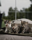 Vertical closeup shot of a group of adorable fluffy kittens playing on a bed