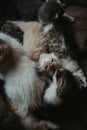 Vertical closeup shot of a group of kittens