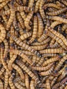 Vertical closeup shot of a group of superworms on each other