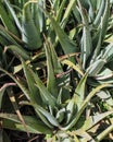 Vertical closeup shot of growing aloe vera plants