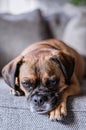 Vertical closeup shot of a grumpy boxer dog resting on the couch Royalty Free Stock Photo