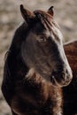 Vertical closeup shot of the head of a beautiful brown horse Royalty Free Stock Photo