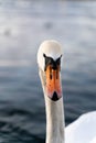 Vertical closeup shot of a head of a beautiful swan with a blurred background Royalty Free Stock Photo
