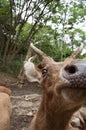 Vertical closeup shot of the head of a cute deer with trees in the background Royalty Free Stock Photo