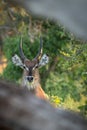 Vertical closeup shot of the head of a deer with beautiful horns Royalty Free Stock Photo