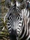 Vertical closeup shot of the head of the zebra
