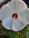 Vertical closeup shot of a Hibiscus Old Yella flower in the background of its leaves