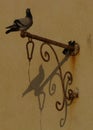 Vertical closeup shot of a Homing pigeon perched on old, rusty, metallic, forged bracket for flowers