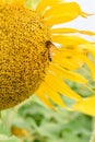 Vertical closeup shot of a honey bee on a beautiful yellow-petaled sunflower Royalty Free Stock Photo