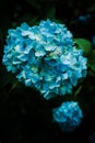 Vertical closeup shot of Hortensia flower with dew Royalty Free Stock Photo