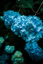 Vertical closeup shot of Hortensia flower with dew Royalty Free Stock Photo