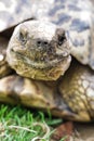Vertical closeup shot of a huge Testudines turtle