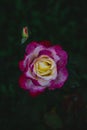 Vertical closeup shot of a hybrid tea rose in water drops. Royalty Free Stock Photo