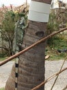 Vertical closeup shot of an Iguana on a tree trunk after the hurricane in Sint Maarten