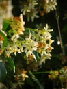 Vertical closeup shot of jasmine flowers and green leaves under bright sunlight Royalty Free Stock Photo