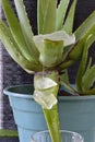 Vertical closeup shot of the juice of an aloe vera plant being poured into a glass Royalty Free Stock Photo