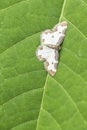 Vertical closeup shot of a lace border moth on a wide green leaf Royalty Free Stock Photo