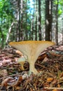 Vertical closeup shot of a Lactarius Piperatus mushroom in a forest