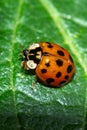 Vertical closeup shot of a ladybird sitting on the surface of a leaf Royalty Free Stock Photo