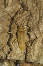 Vertical closeup shot of a large, lightbrown Poplar Longhorned Beetle, Saperda Carcharias sitting on wood