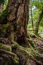 Vertical closeup shot of a large tree base with twisted roots covered in moss in a forest, Germany Royalty Free Stock Photo