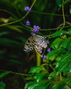 Vertical closeup shot of a large tree nymph butterfly on a green leaf Royalty Free Stock Photo