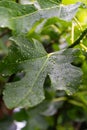 Vertical closeup shot of the leaf of a fig tree with dewdrops on a blurry background Royalty Free Stock Photo