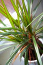 Vertical closeup shot of the leaves of an exotic plant in a pot with a blurred background Royalty Free Stock Photo