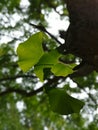 Vertical closeup shot of the leaves of a maidenhair tree