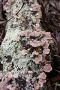 Vertical closeup shot of lichen algae growing on a tree trunk