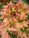 Vertical closeup shot of lily family flowers