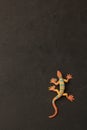 Vertical closeup shot of a lizard shaped rubber toy on a black background Royalty Free Stock Photo