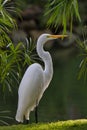 Vertical closeup shot of a majestic great white egret Royalty Free Stock Photo