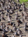 Vertical closeup shot of many Pink-eared ducks (Malacorhynchus membranaceus) on the ground