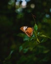 Vertical closeup shot of a mocker swallowtail butterfly on a green leaf