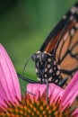 Vertical closeup shot of monarch butterfly on a purple echinacea flower