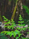 Vertical closeup shot of Moringa oleifera tree leaves Royalty Free Stock Photo