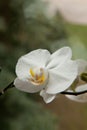 Vertical closeup shot of a moth orchid flower on a blurry background Royalty Free Stock Photo