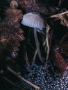 Vertical closeup shot of a mushroom and water drops on a spider net Royalty Free Stock Photo