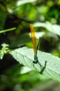 Vertical closeup shot of a net-winged insect on a green leaf Royalty Free Stock Photo