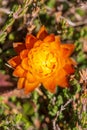 Vertical closeup shot of an orange begonia flower on a blurred background Royalty Free Stock Photo