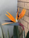 Vertical closeup shot of an orange bird of paradise flower on a blurred background Royalty Free Stock Photo