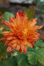 Vertical closeup shot of an orange Hardy chrysanthemums flower