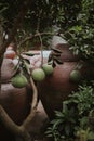 Vertical closeup shot of passion fruit plant with green leaves in brown pots Royalty Free Stock Photo