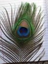 Vertical closeup shot of a peacock feather on a notebook Royalty Free Stock Photo