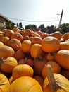 Vertical closeup shot of a pile of pumpkins at a patch Royalty Free Stock Photo