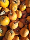 Vertical closeup shot of a pile of pumpkins at a patch Royalty Free Stock Photo