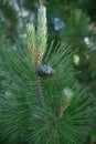 Vertical closeup shot of a pine cone on a branch Royalty Free Stock Photo